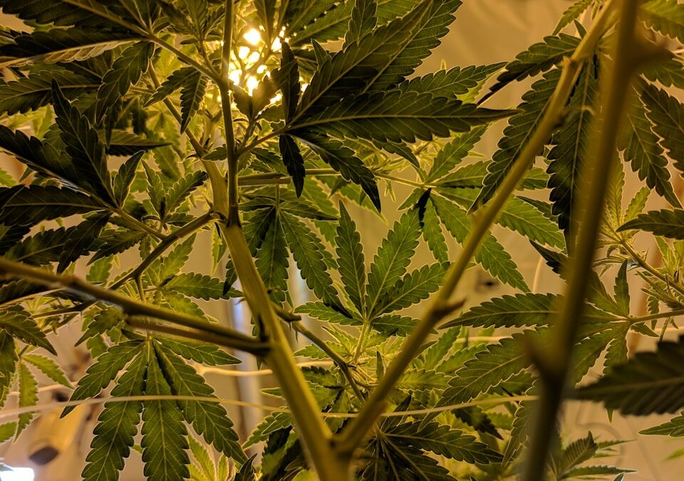A ascensão da venda online de produtos derivados de cannabis A ascensão da venda online de produtos derivados de cannabis