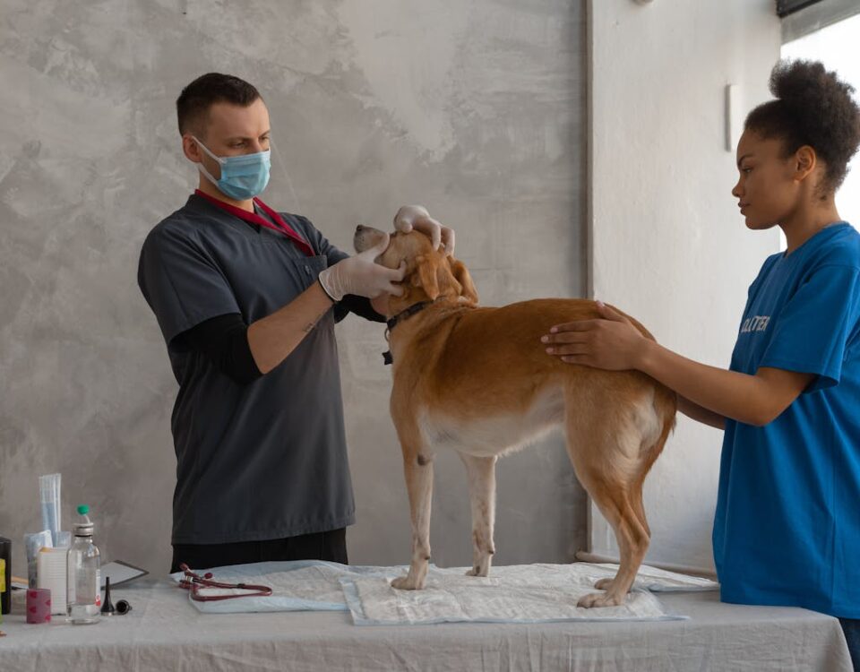 Como melhorar a logística de entrega de medicamentos veterinários? A Doctor Looking the Dog