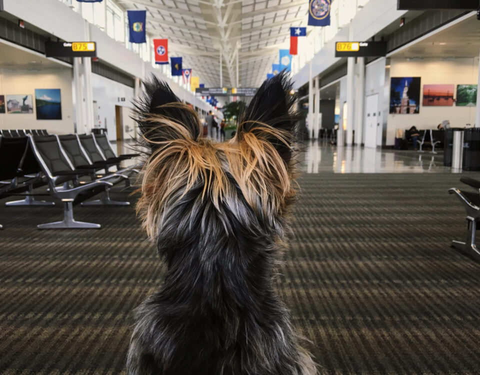 Passo a passo para levar seu cachorro no avião Passo a passo para levar seu cachorro no avião