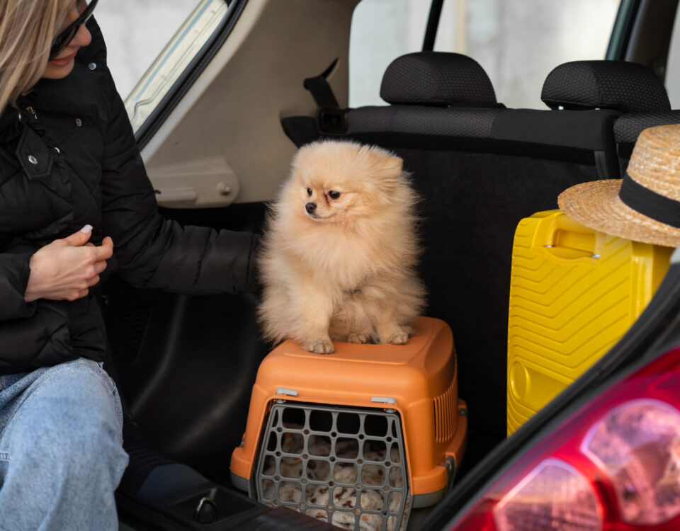 Transporte de animais em avião exige logística específica Transporte de animais em avião exige logística específica